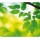 Mousepad Earth Series™ - Foglie - ecologico - Fellowes