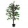 Pianta ornamentale - ficus - H 120cm - Paperflow